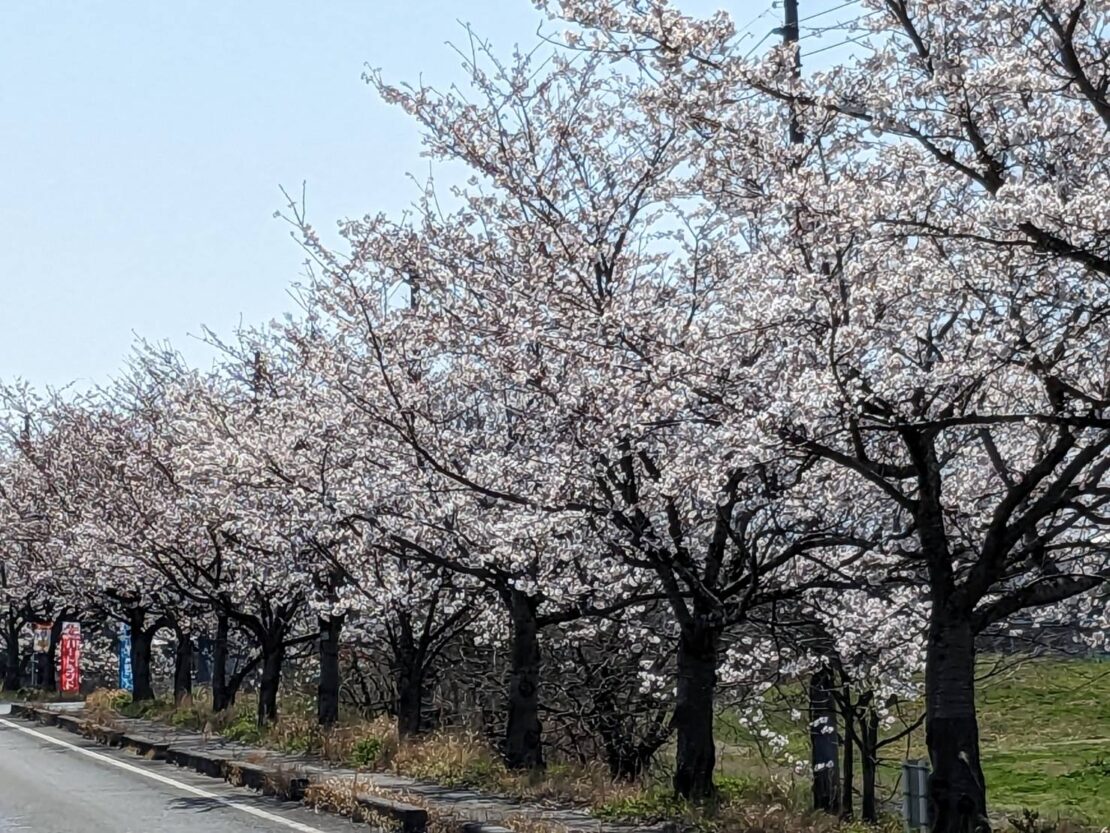 高島の桜「さくらまつり」 | アクティプラザ琵琶【公式】